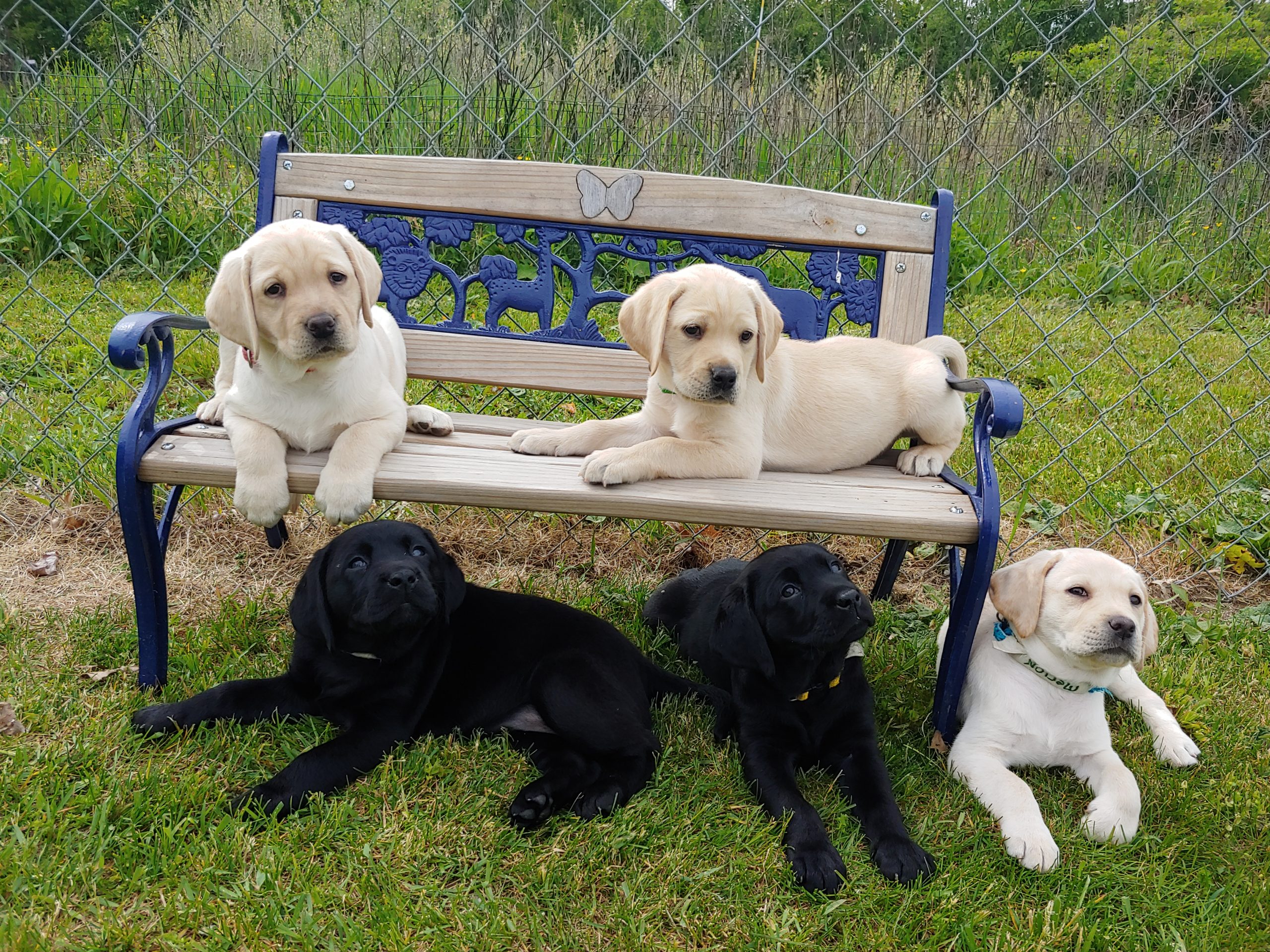 susquehanna service dogs puppy cam