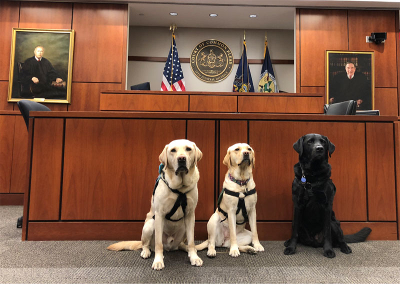 are service dogs allowed in courthouses